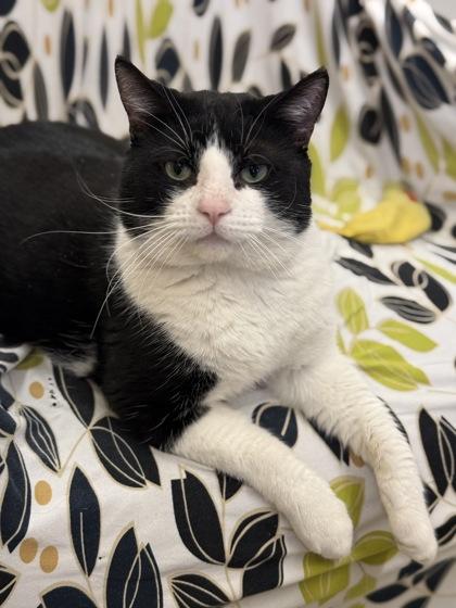 Enlarge Kebab , a ADOPTABLE Domestic Short Hair in Downers Grove, IL image 1/3