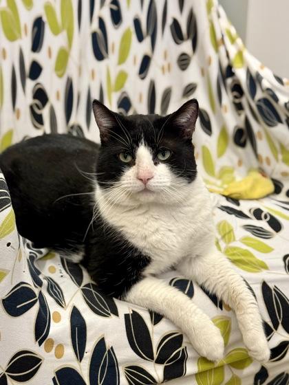 Enlarge Kebab , a ADOPTABLE Domestic Short Hair in Downers Grove, IL image 3/3