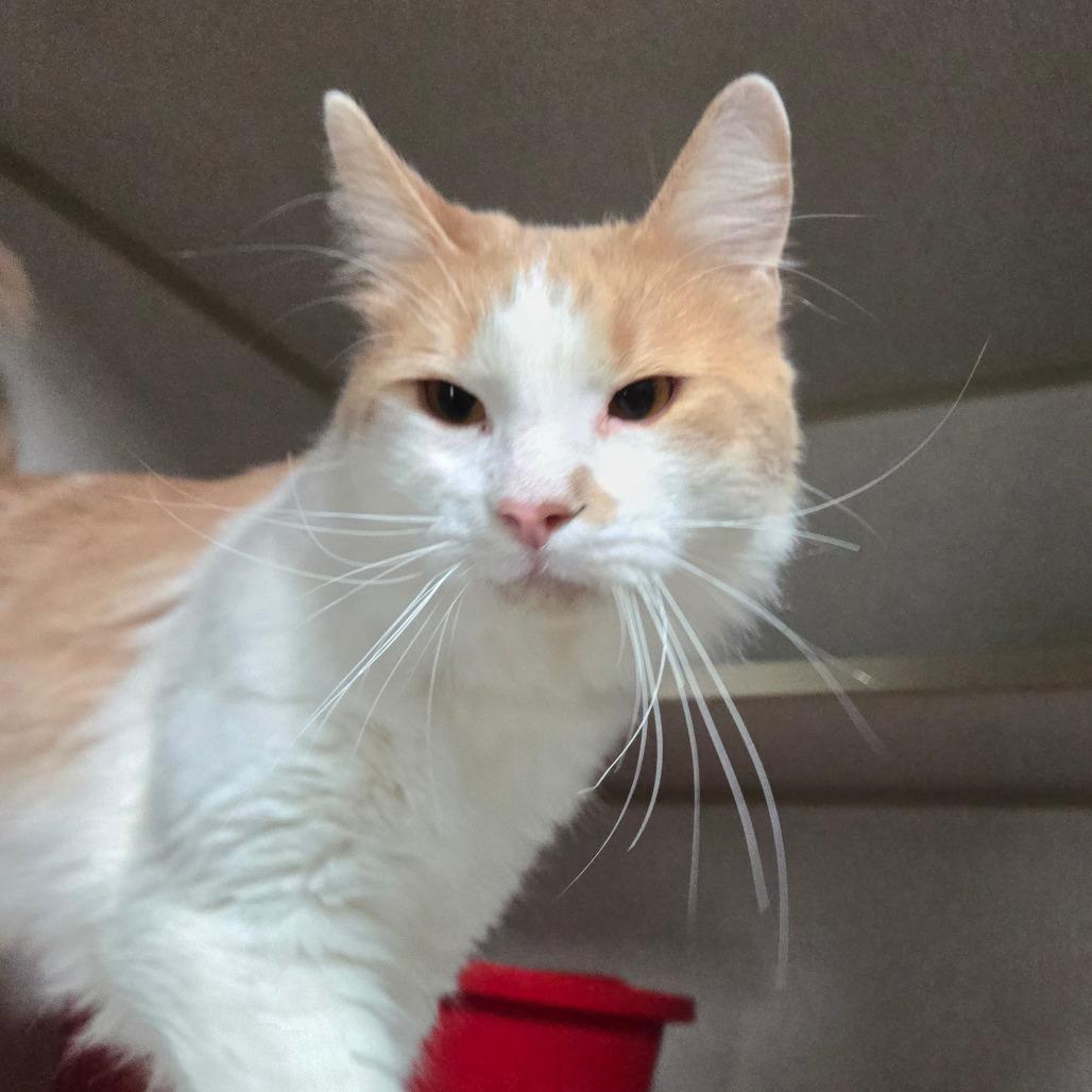Enlarge Chase, an adopted Domestic Long Hair in Graham, TX image 2/2