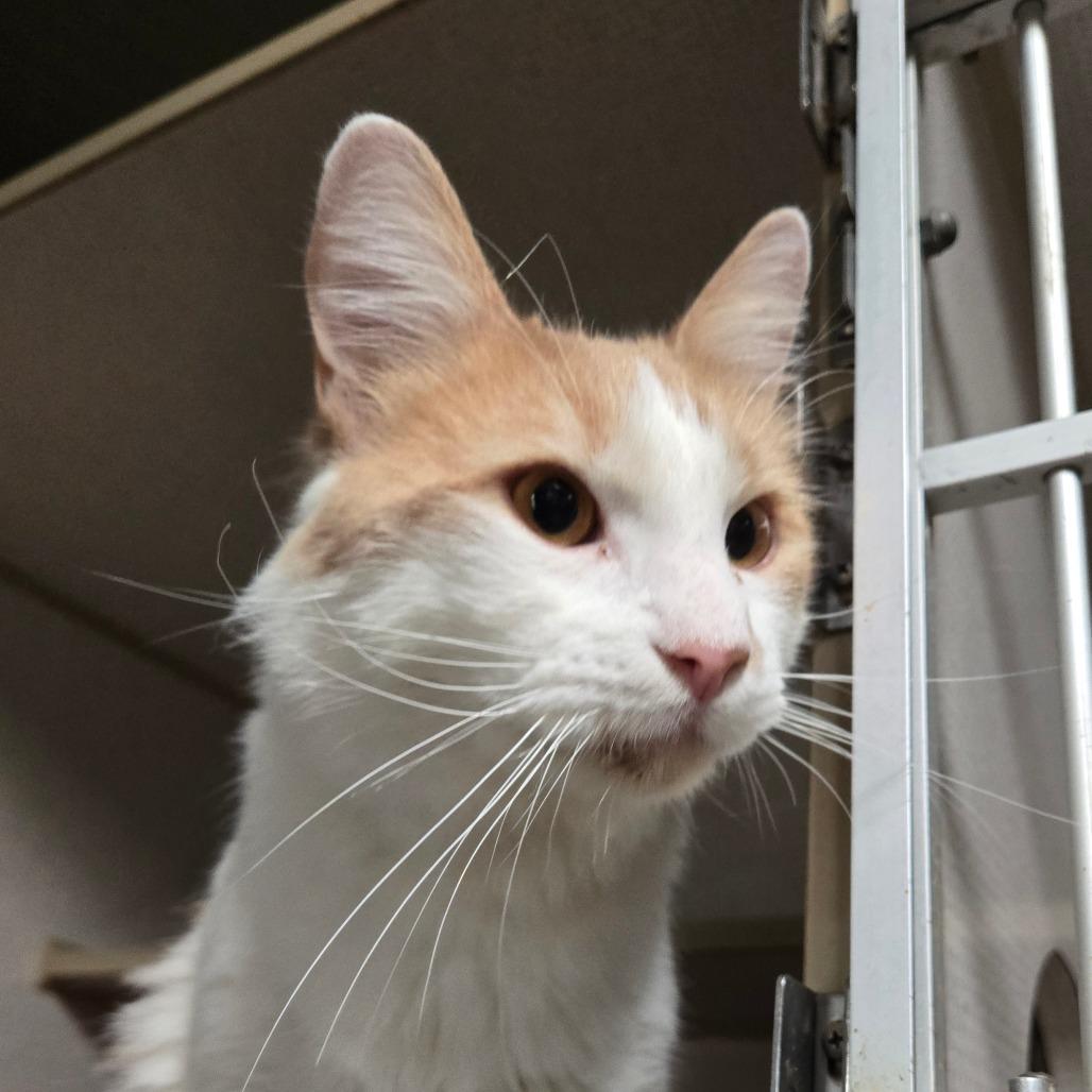 Enlarge Chase, an adopted Domestic Long Hair in Graham, TX image 1/2