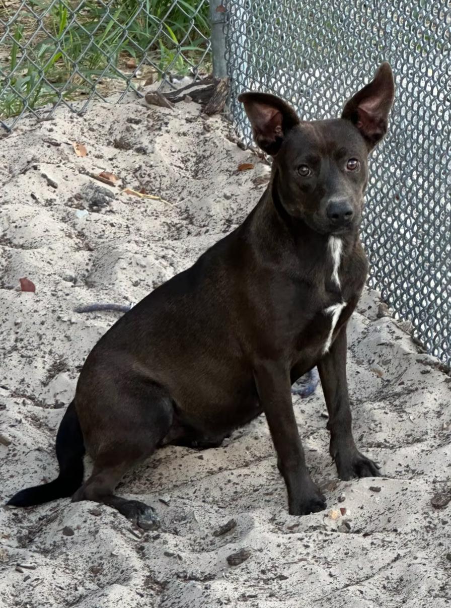 Enlarge Stellar, a Adoptable mixed breed in Thornhill, ON image 1/1