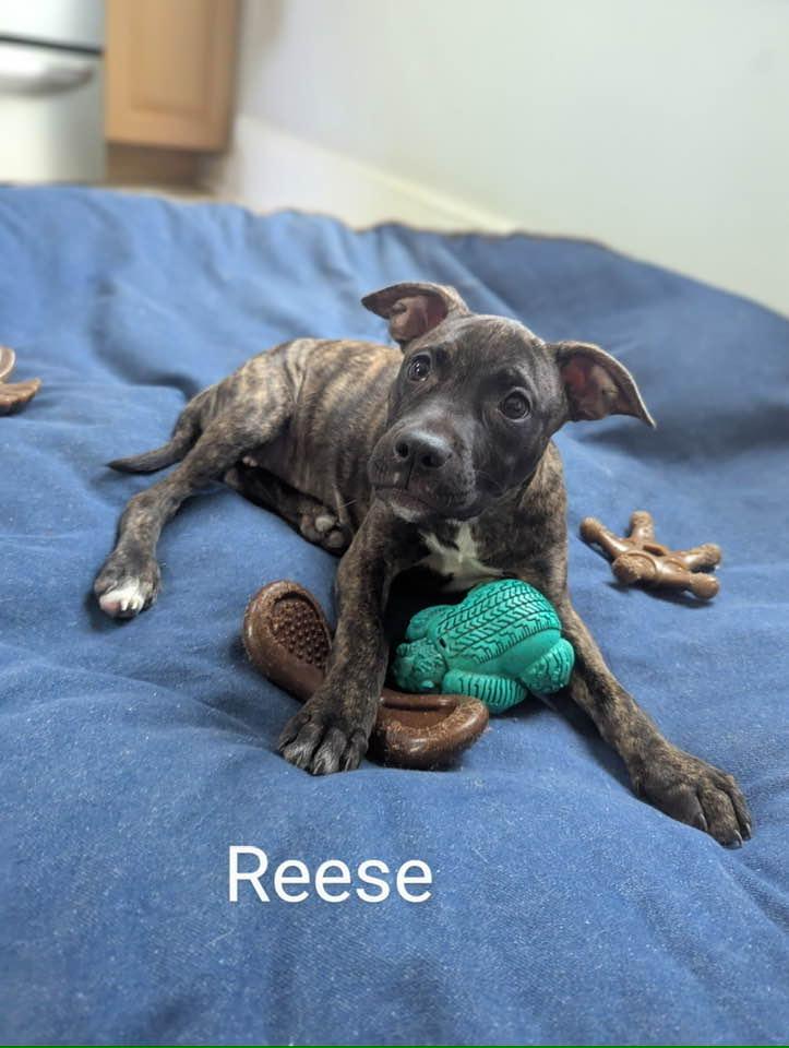 Enlarge Reese, a Adopted mixed breed in Dunn, NC image 4/5