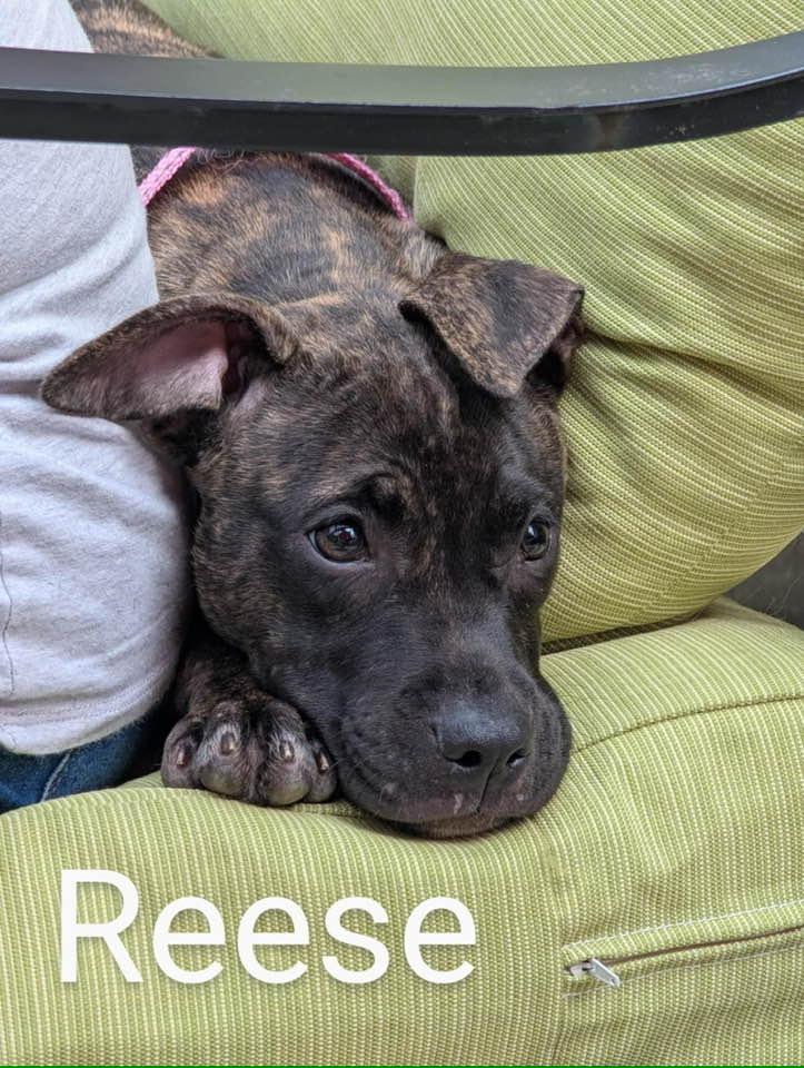 Enlarge Reese, a Adopted mixed breed in Dunn, NC image 5/5