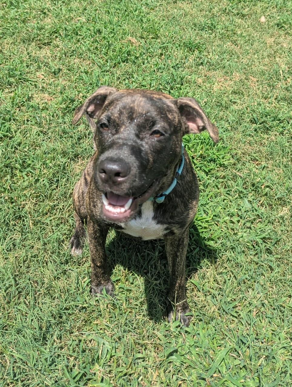 Enlarge Reese, a Adopted mixed breed in Dunn, NC image 2/5