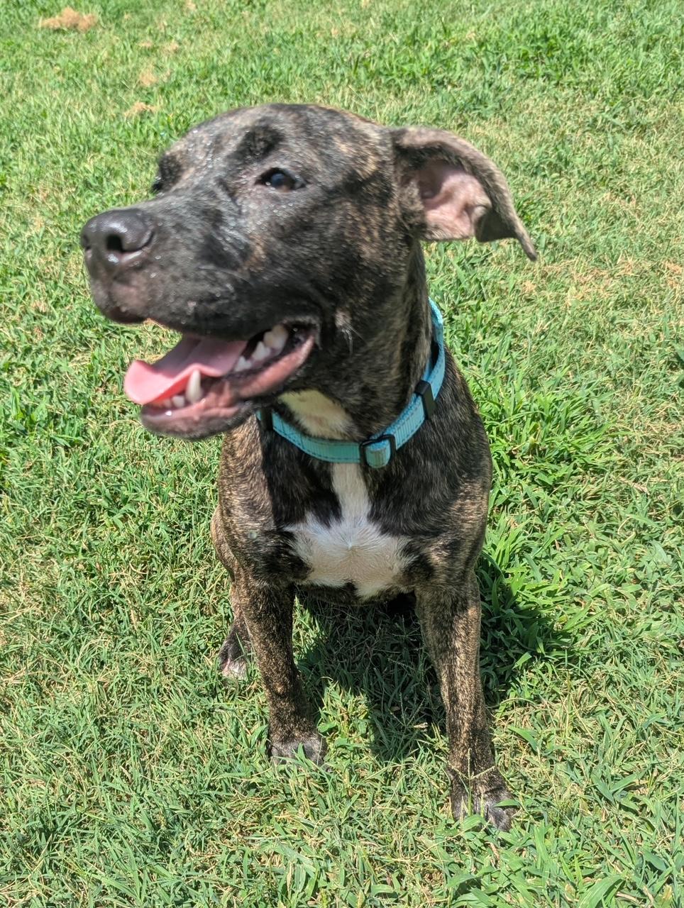 Enlarge Reese, a Adopted mixed breed in Dunn, NC image 1/5