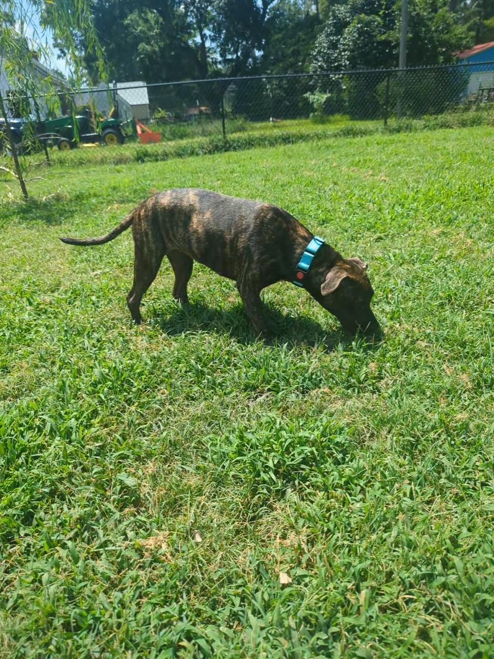 Enlarge Reese, a Adopted mixed breed in Dunn, NC image 3/5