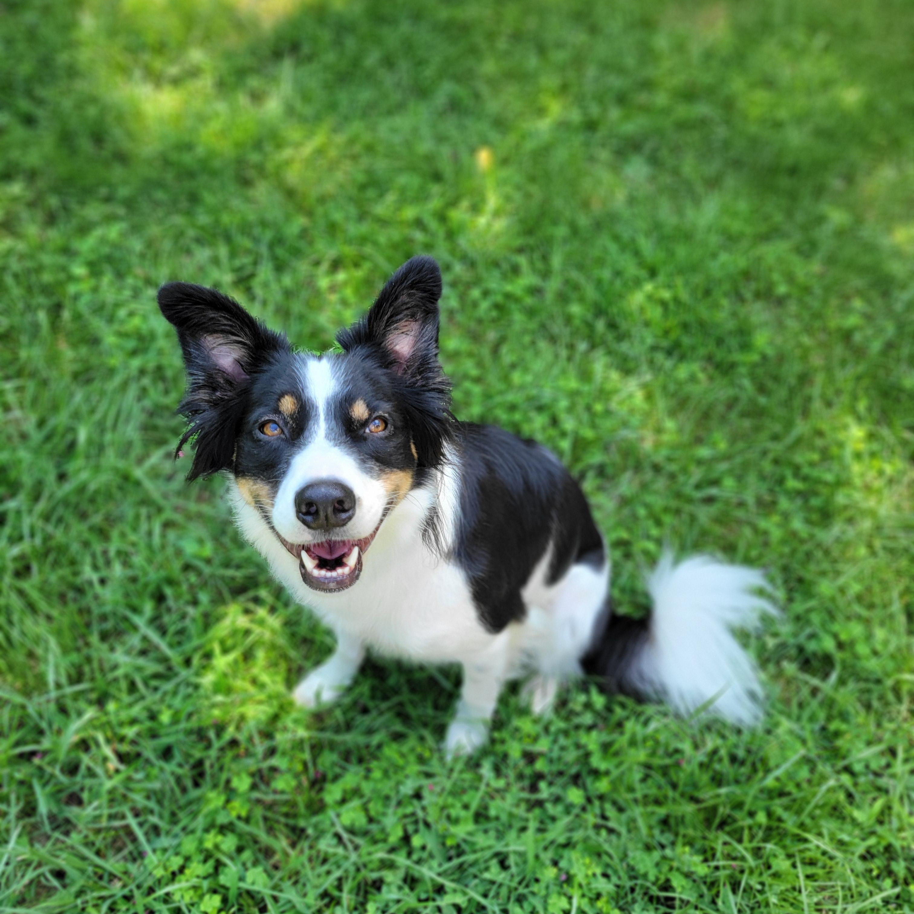 Oliver, Adoptable, Young Male Border Collie & Australian Shepherd.