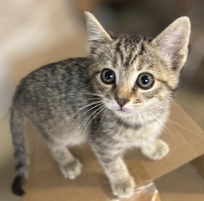 Enlarge Thai Pepper: Not at the Shelter (Faith), a Adopted mixed breed in Rustburg, VA image 1/3