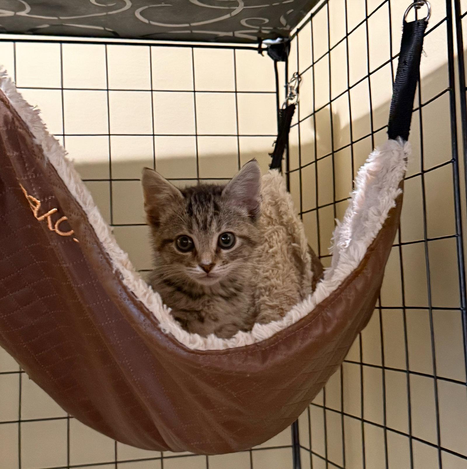 Enlarge Thai Pepper: Not at the Shelter (Faith), a Adopted mixed breed in Rustburg, VA image 2/3