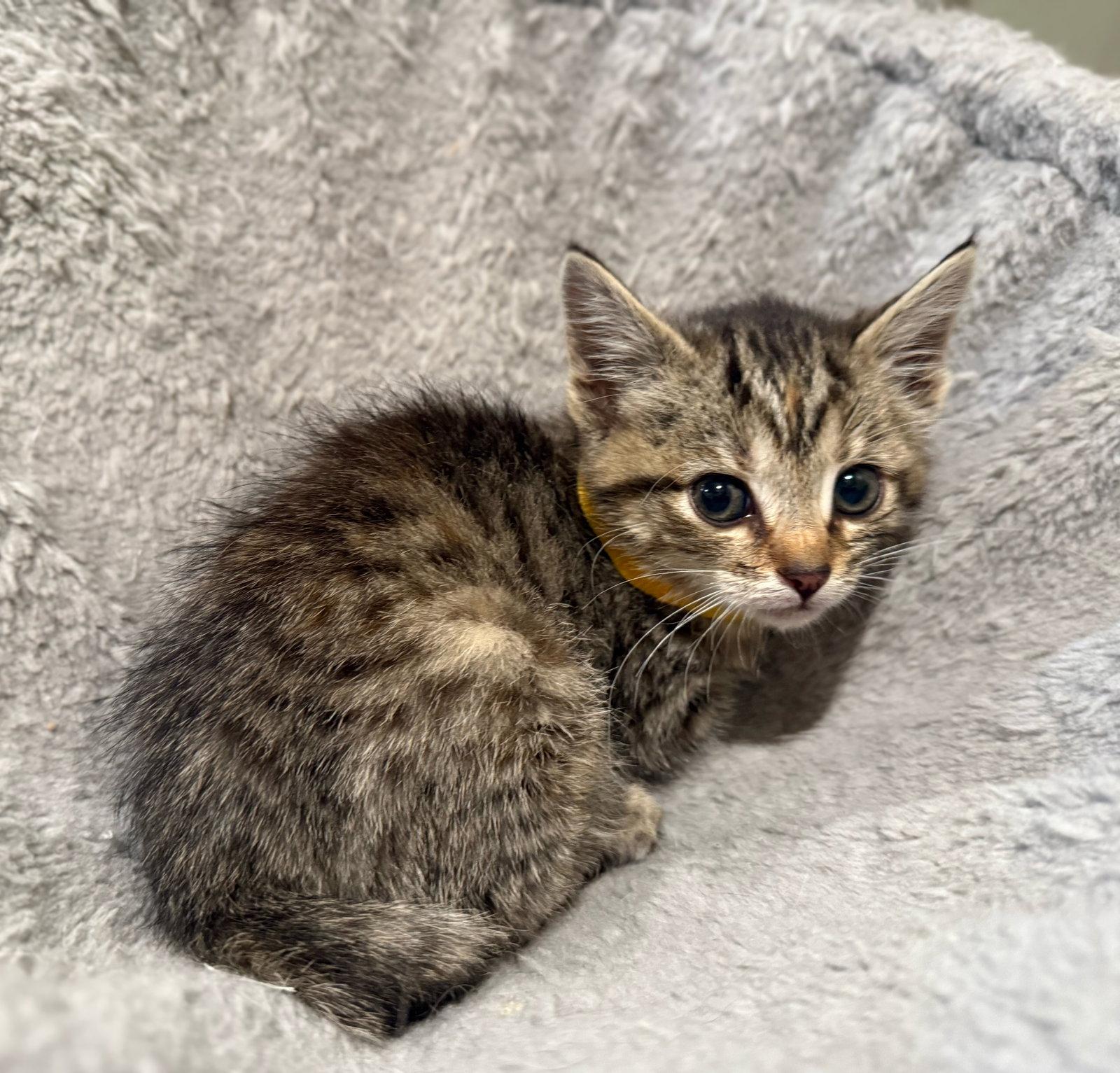 Enlarge Thai Pepper: Not at the Shelter (Faith), a Adopted mixed breed in Rustburg, VA image 3/3