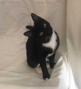 Enlarge Taylor, a Adoptable mixed breed in Henderson, KY image 1/3