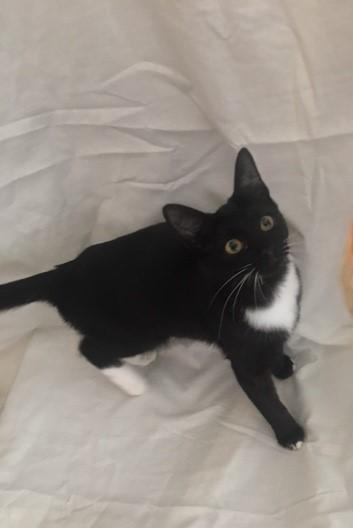 Enlarge Taylor, a Adoptable mixed breed in Henderson, KY image 2/3