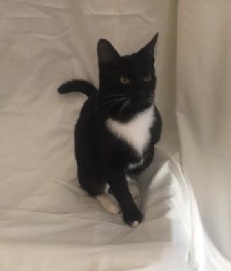 Enlarge Taylor, a Adoptable mixed breed in Henderson, KY image 3/3