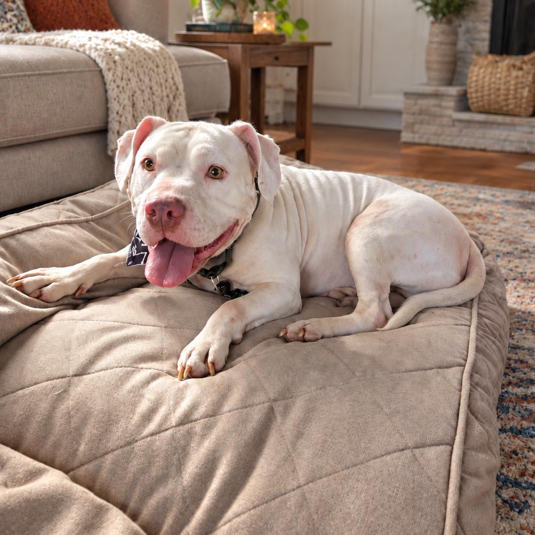 Maverick, Adoptable, Young Male American Bulldog.