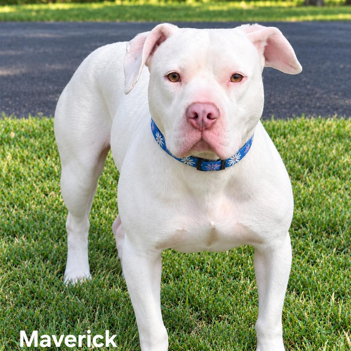 Enlarge Maverick, a Adoptable American Bulldog in Brentwood, TN image 2/3