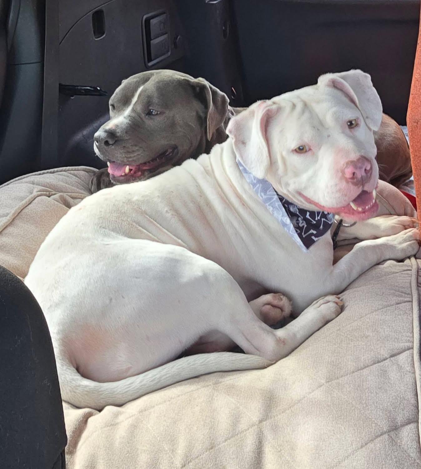 Enlarge Maverick, a Adoptable American Bulldog in Brentwood, TN image 3/3