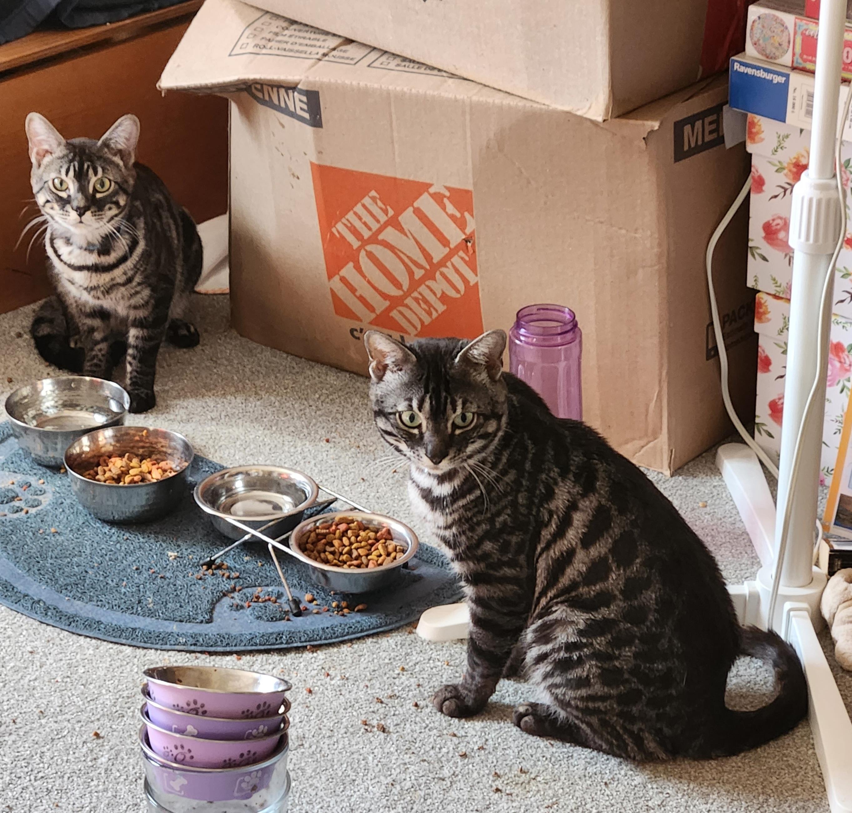 Enlarge Mufasa *bonded with Scar*, a ADOPTABLE Bengal in Pickering, ON image 3/5