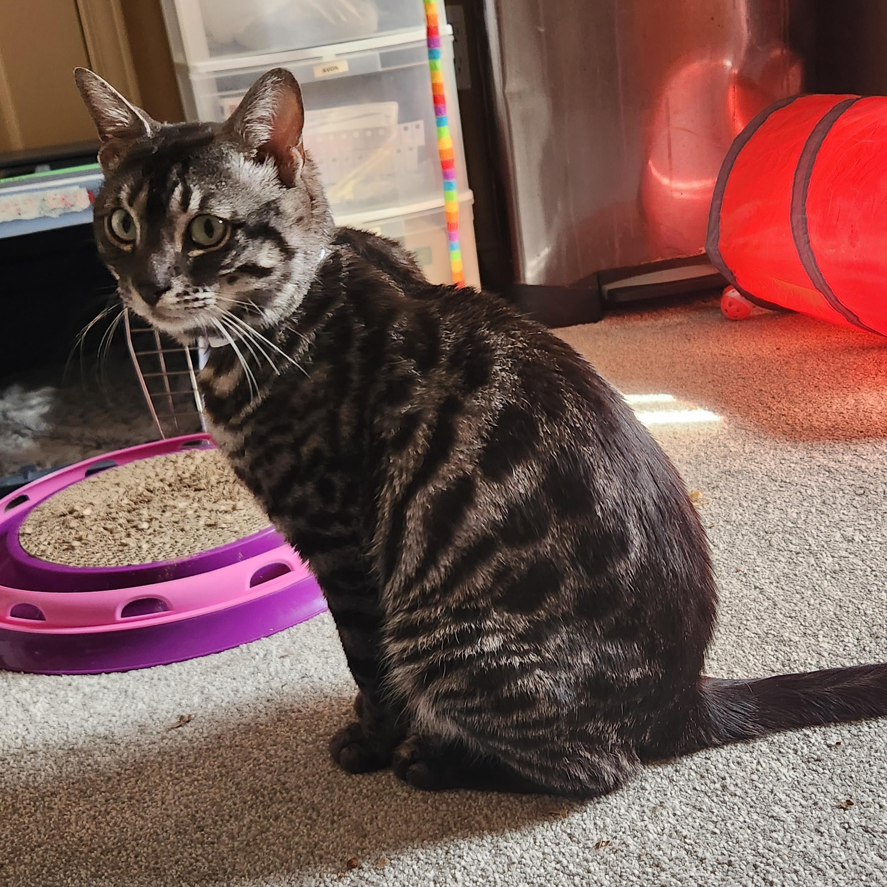 Enlarge Mufasa *bonded with Scar*, a ADOPTABLE Bengal in Pickering, ON image 2/5