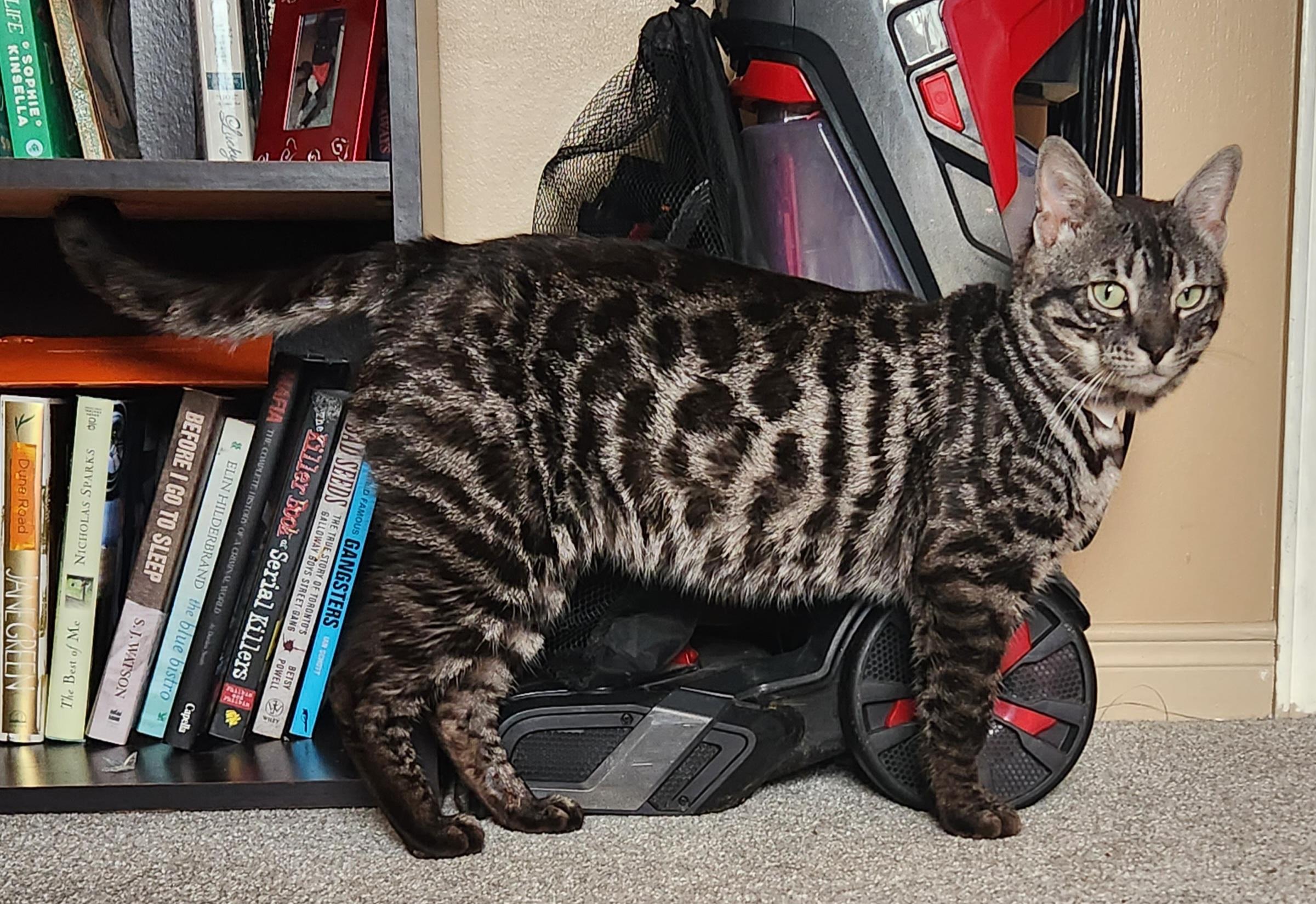 Enlarge Mufasa *bonded with Scar*, a ADOPTABLE Bengal in Pickering, ON image 5/5