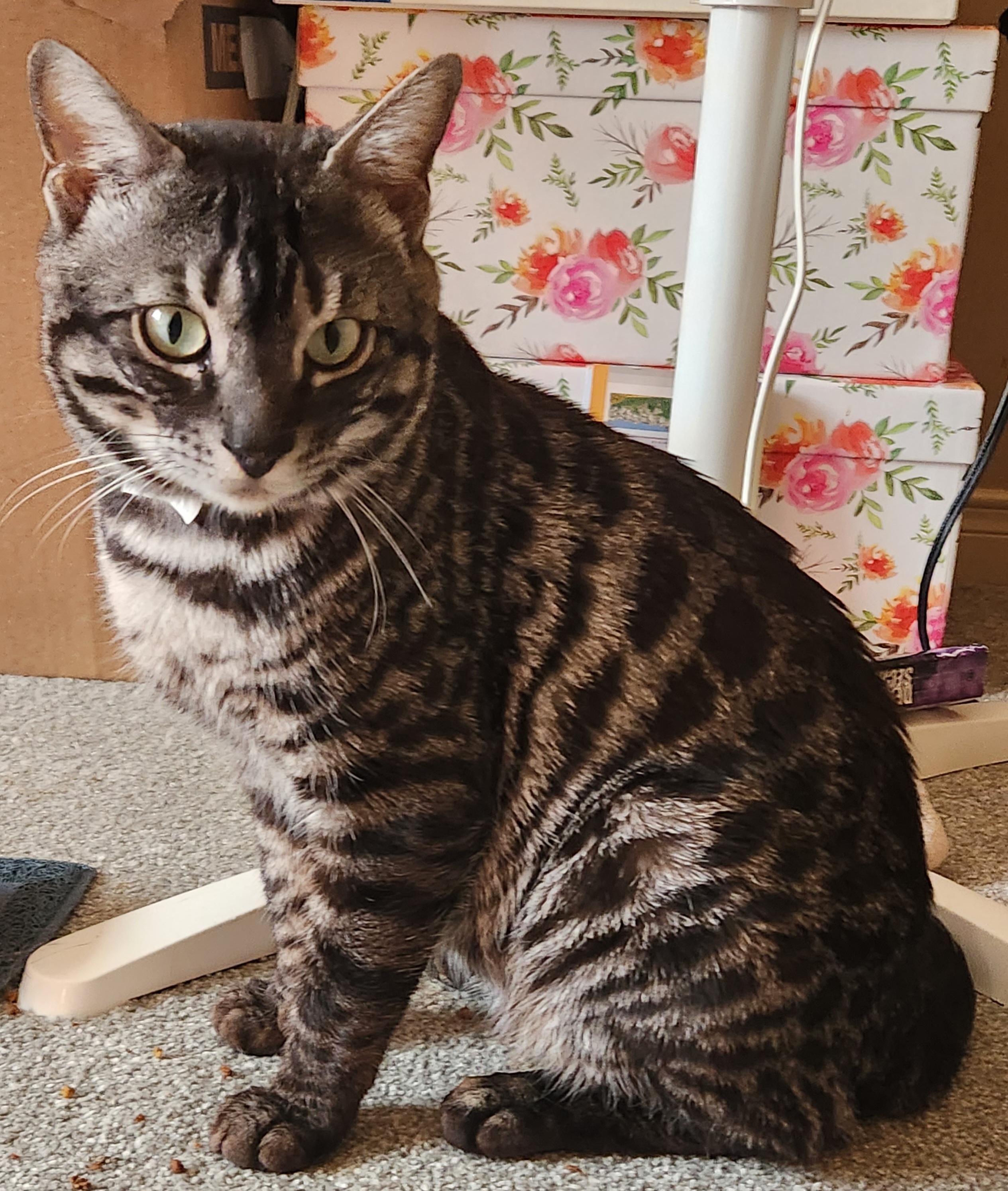 Mufasa *bonded with Scar*, ADOPTABLE, Young Male Bengal.