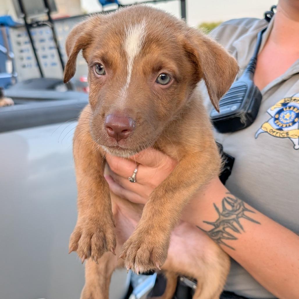 Tucker, a Adoptable mixed breed in Buchanan Dam, TX image 1/2