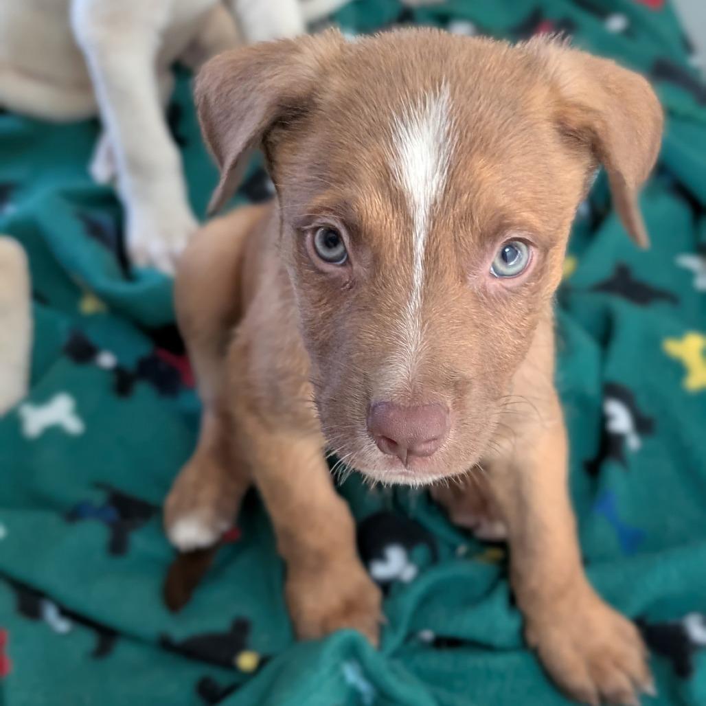 Tucker, a Adoptable mixed breed in Buchanan Dam, TX image 2/2