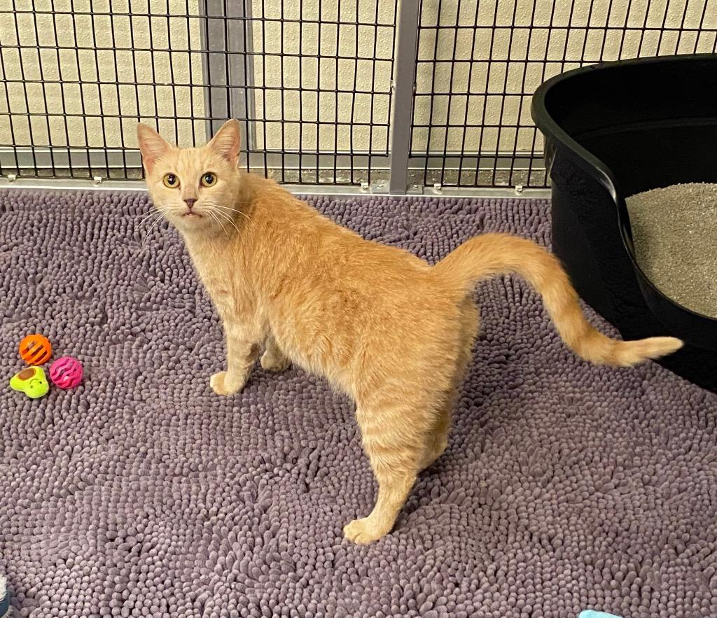 Karlach, Adoptable, Adult Female Domestic Short Hair.