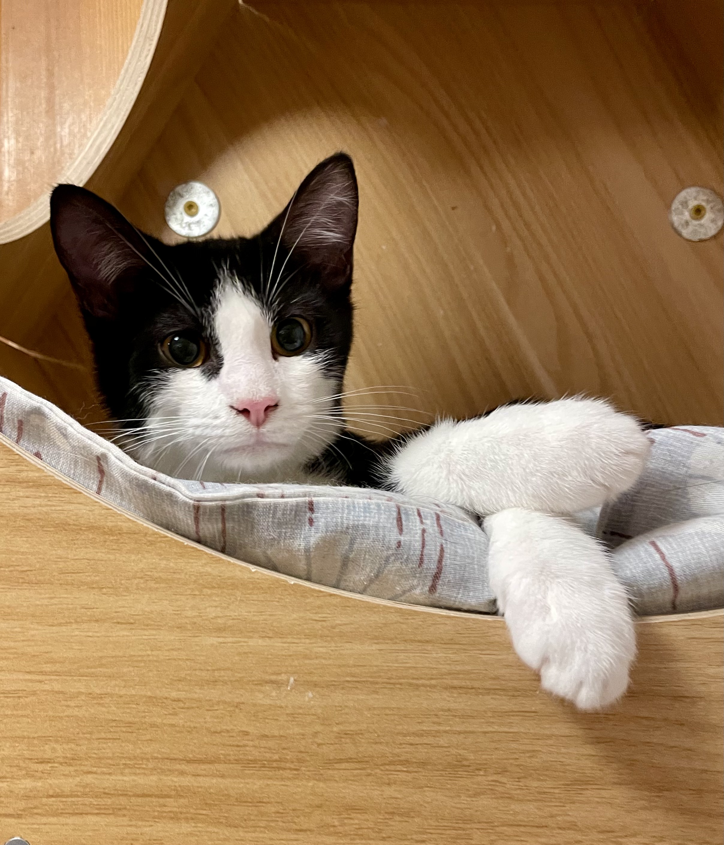 Cat for adoption Josiah, a Domestic Short Hair in Lakewood, NY