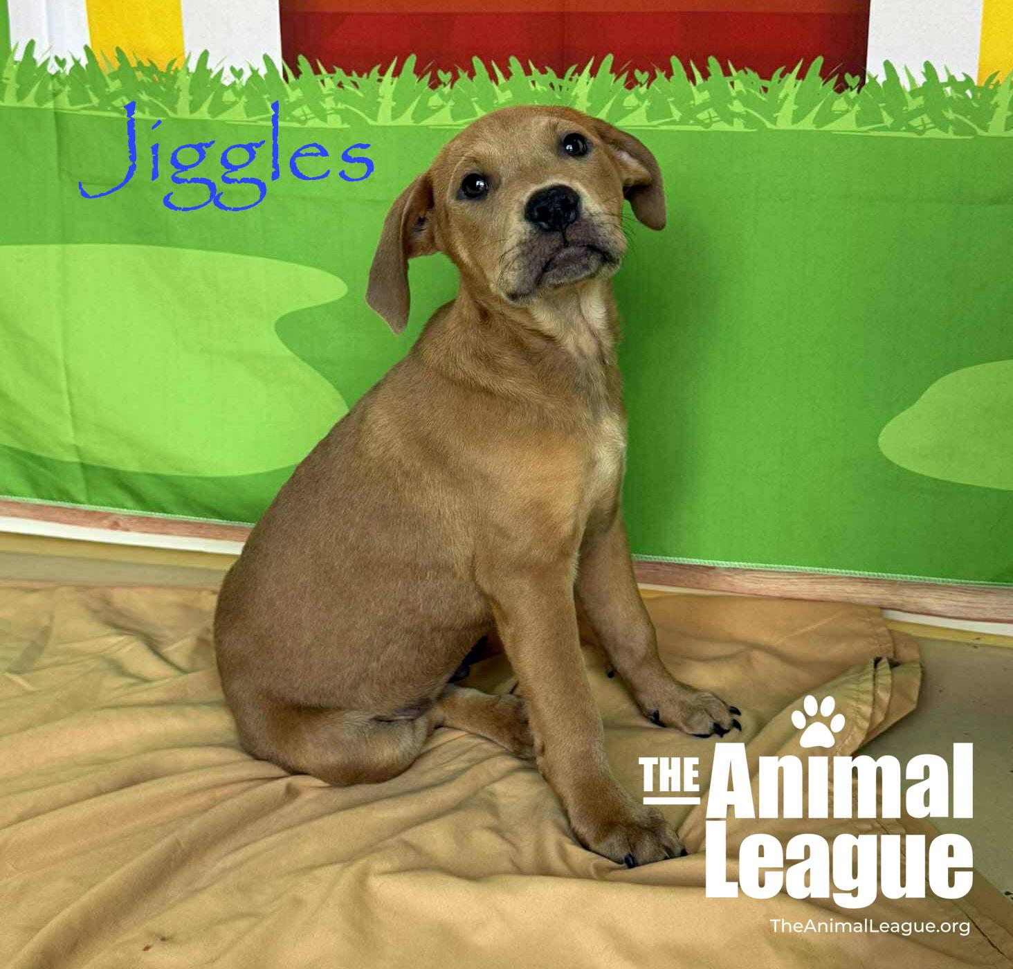 Enlarge Jiggles, a Adoptable mixed breed in Groveland, FL image 3/5