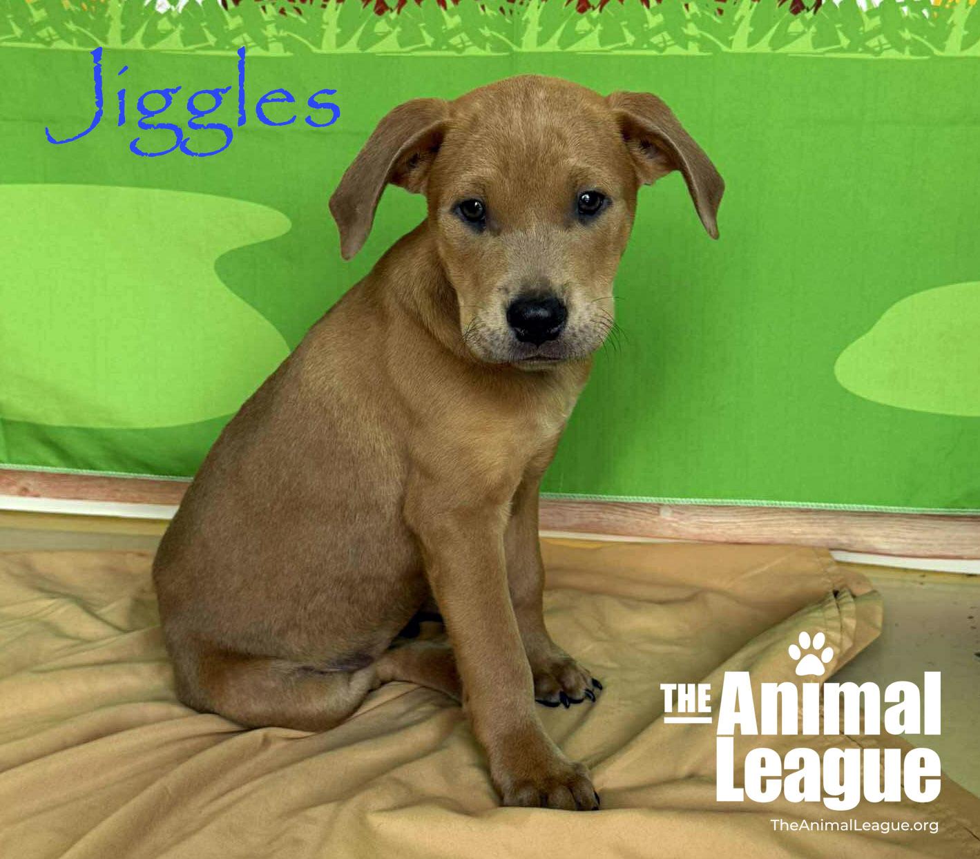 Jiggles, Adoptable, Puppy Male Labrador Retriever & Australian Cattle Dog / Blue Heeler.