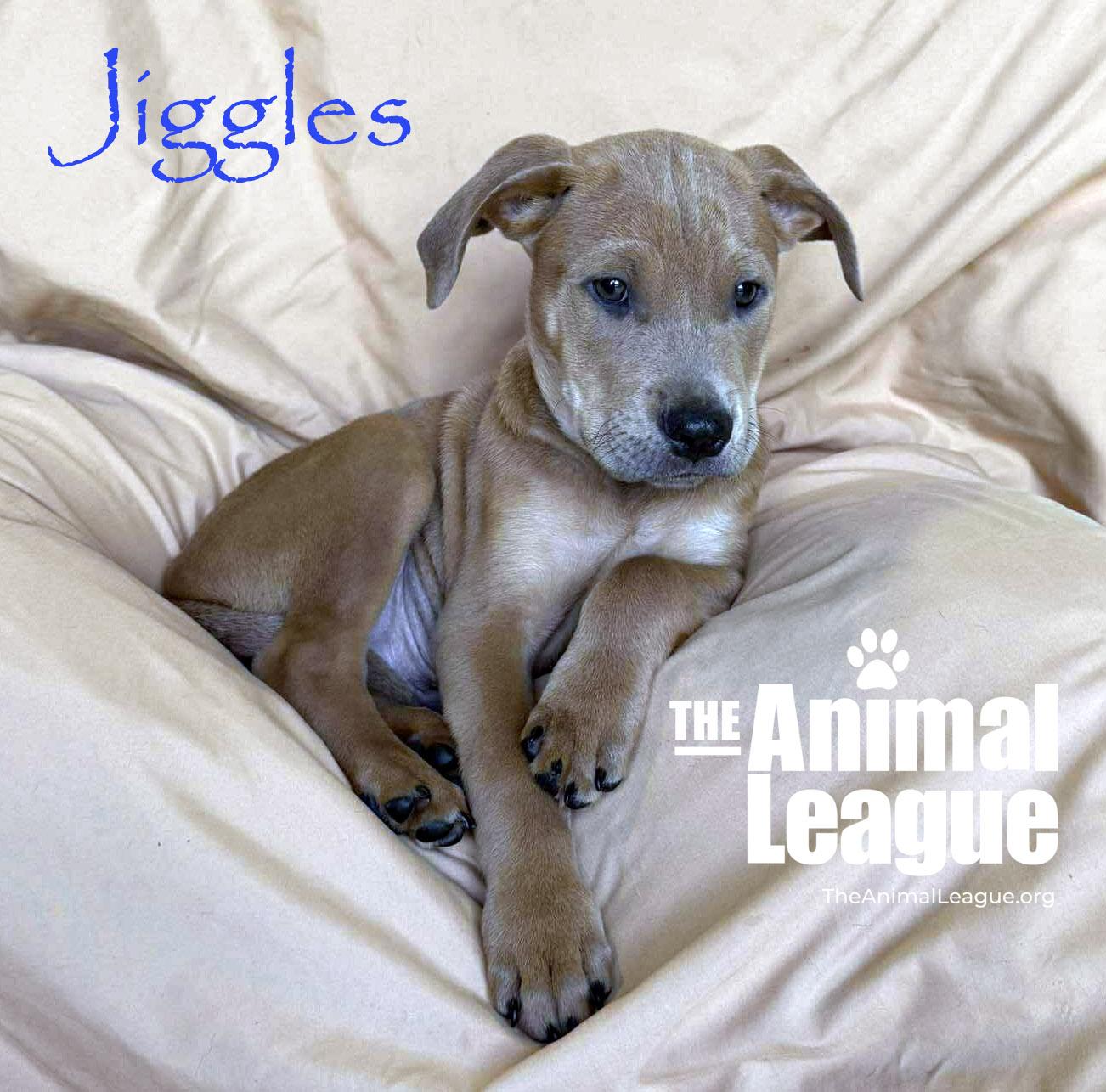 Enlarge Jiggles, a Adoptable mixed breed in Groveland, FL image 5/5
