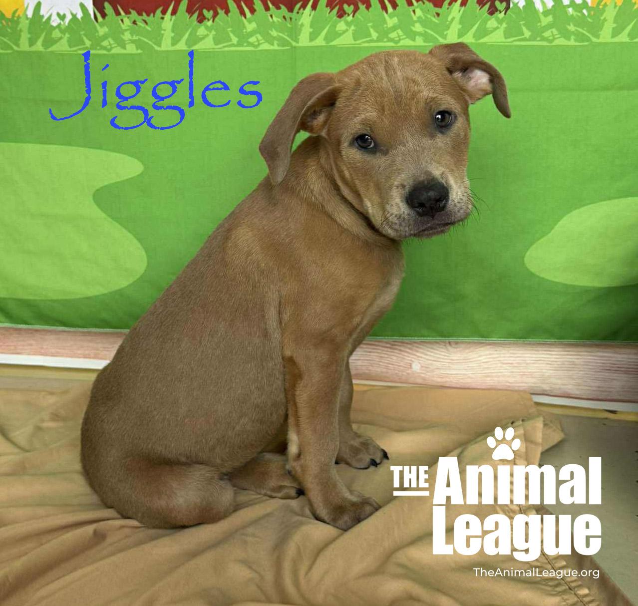 Enlarge Jiggles, a Adoptable mixed breed in Groveland, FL image 2/5