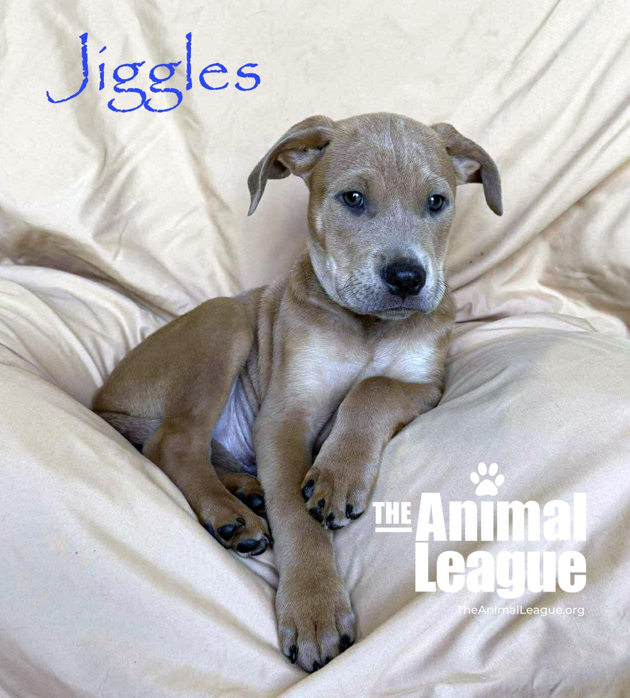 Enlarge Jiggles, a Adoptable mixed breed in Groveland, FL image 4/5