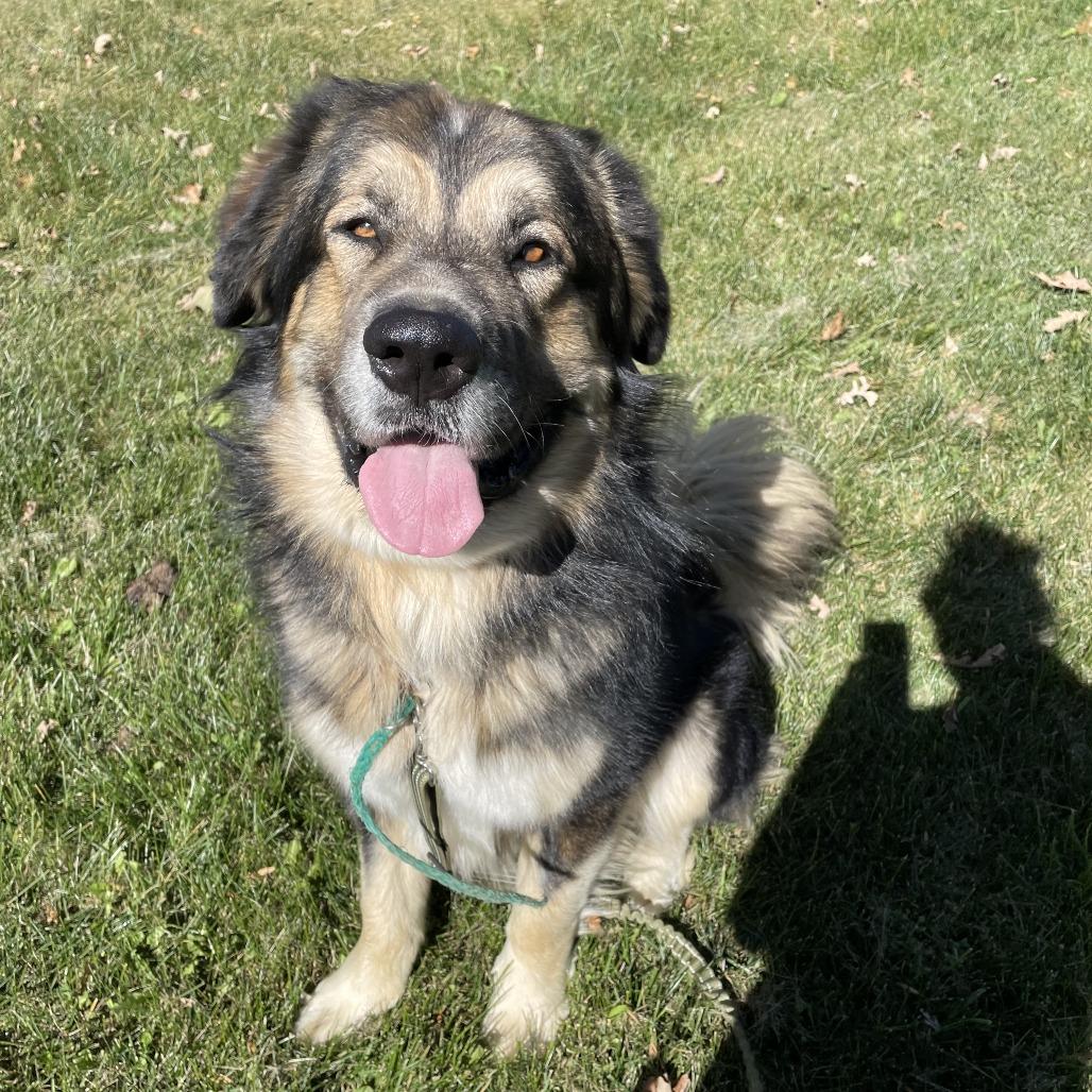Pumba, Adoptable, Adult Male Caucasian Sheepdog / Caucasian Ovtcharka.