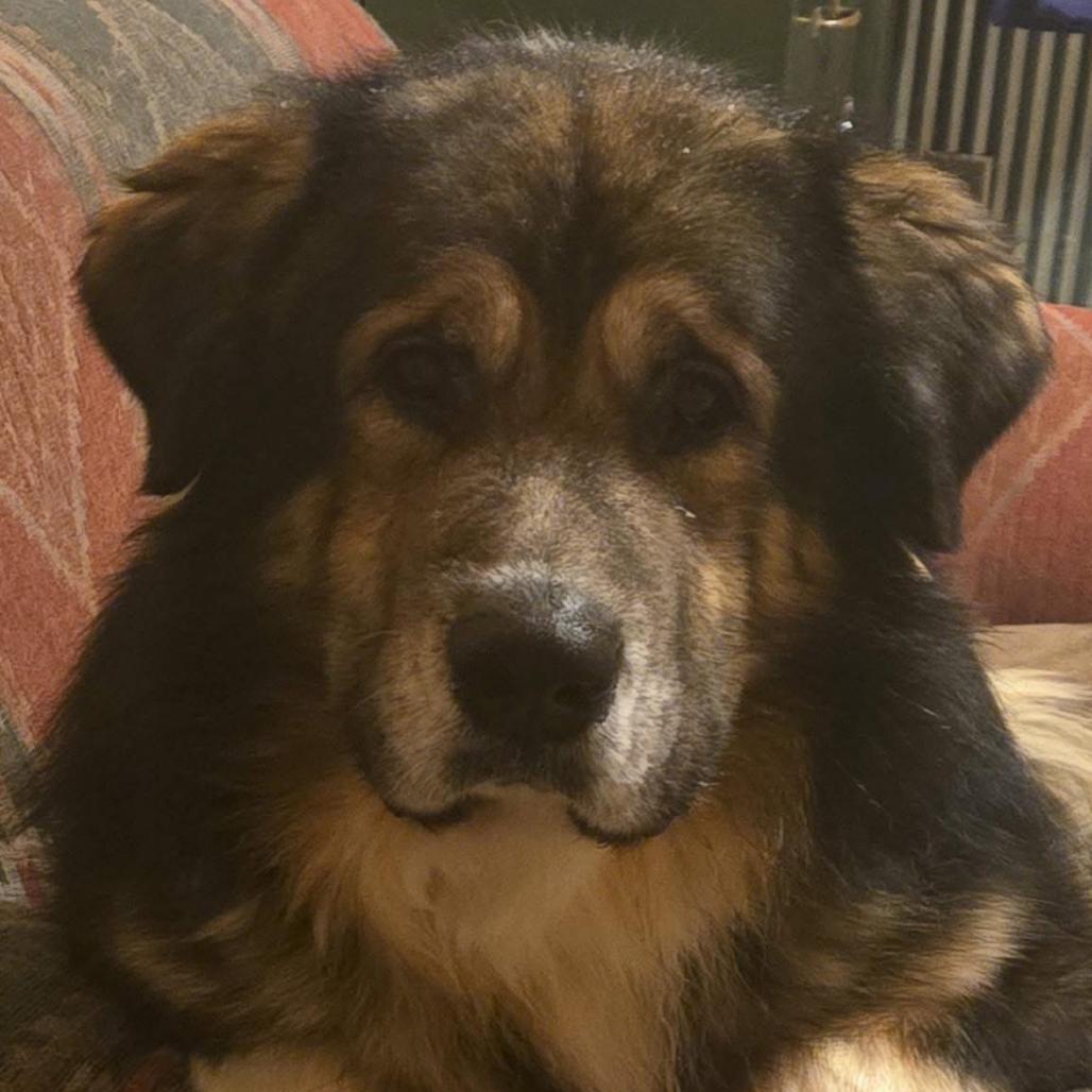 Pumba, a Adoptable Caucasian Sheepdog / Caucasian Ovtcharka in Brainerd, MN image 3/3