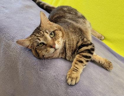 Enlarge Coolant, a Adoptable Domestic Short Hair in Eugene, OR image 1/3