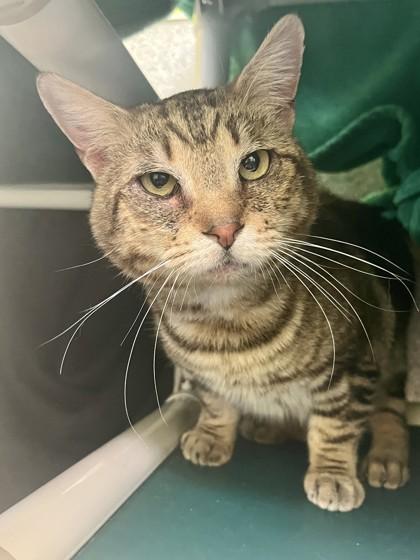 Enlarge Coolant, a Adoptable Domestic Short Hair in Eugene, OR image 2/3