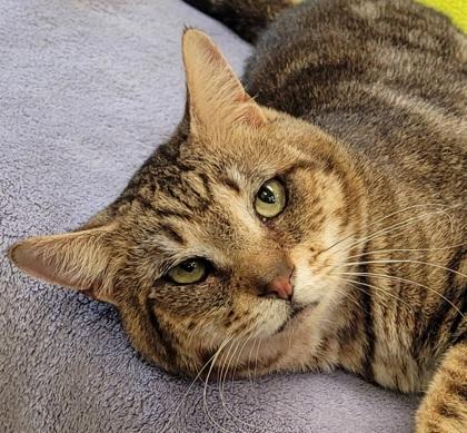 Enlarge Coolant, a Adoptable Domestic Short Hair in Eugene, OR image 3/3