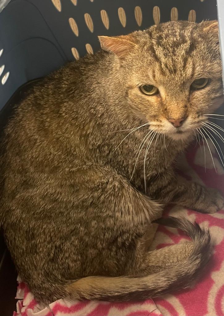 Rocky, Adoptable, Adult Male Domestic Short Hair.