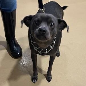 Enlarge Chip, a Adoptable Mixed Breed in Winston-Salem, NC image 1/6
