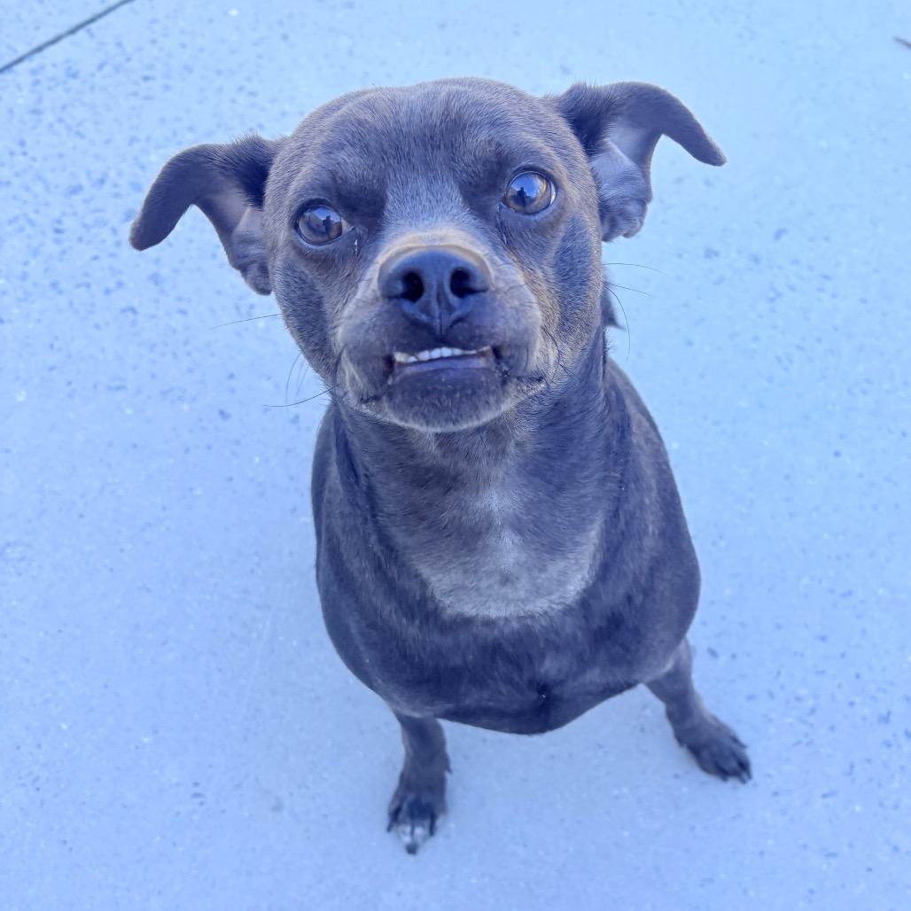 Enlarge Chip, a Adoptable Mixed Breed in Winston-Salem, NC image 2/6