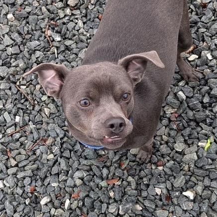 Enlarge Chip, a Adoptable Mixed Breed in Winston-Salem, NC image 3/6