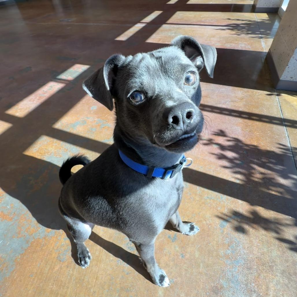 Enlarge Chip, a Adoptable Mixed Breed in Winston-Salem, NC image 5/6