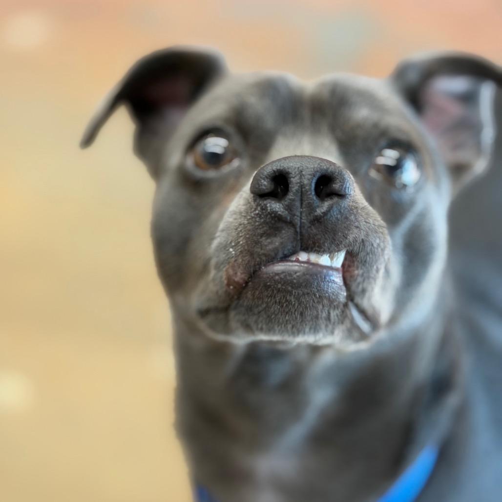 Enlarge Chip, a Adoptable Mixed Breed in Winston-Salem, NC image 6/6