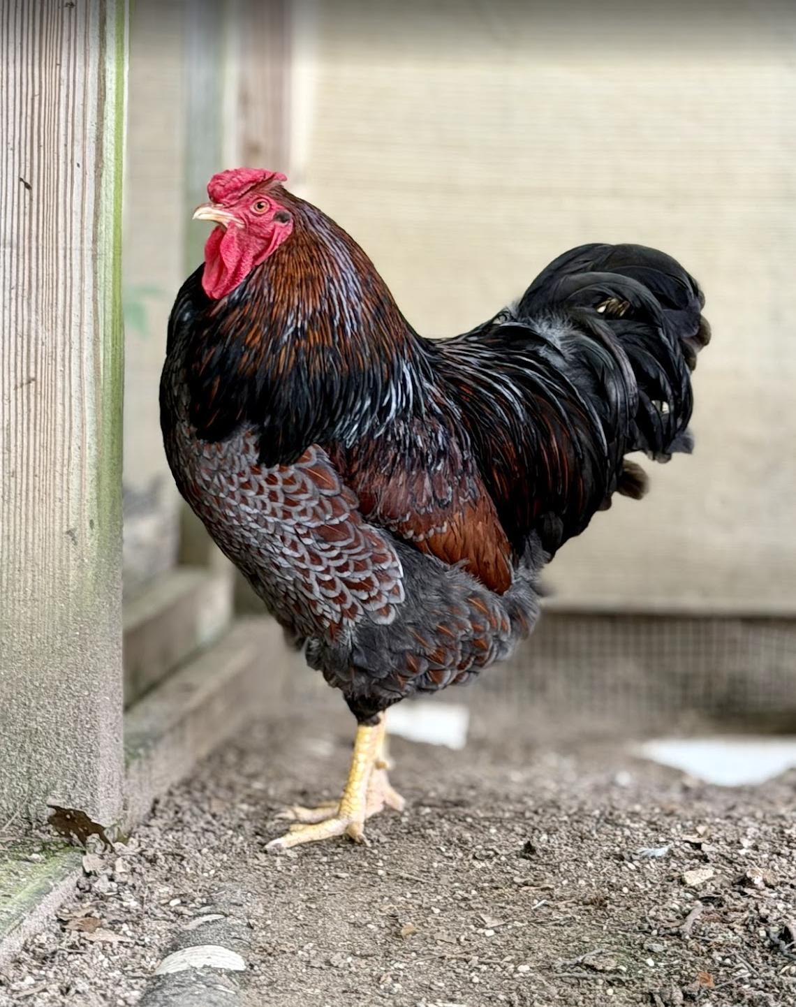 Enlarge Charlton, a ADOPTABLE Chicken in Ravenna, OH image 1/2