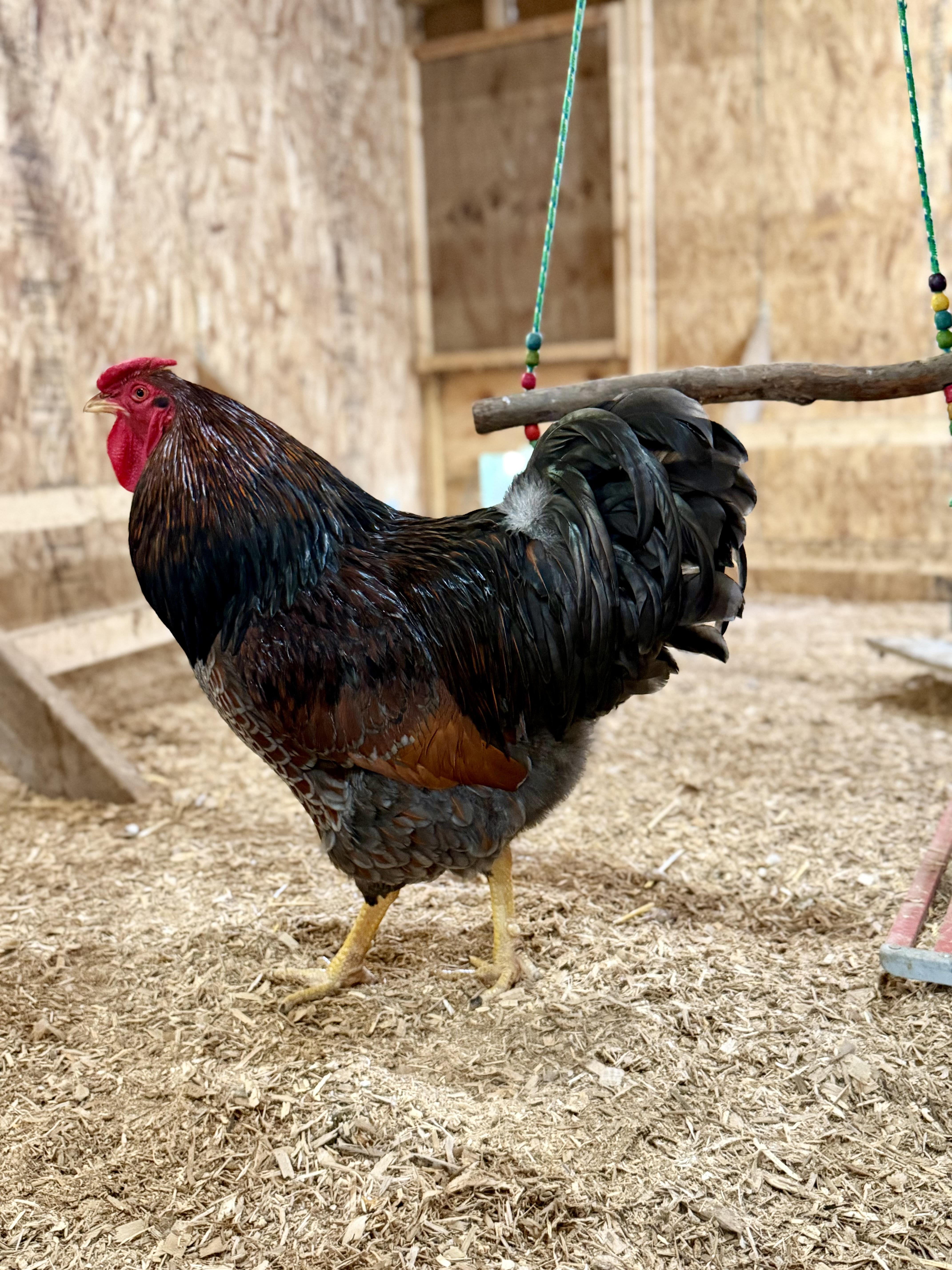 Charlton, a ADOPTABLE Chicken in Ravenna, OH image 2/3
