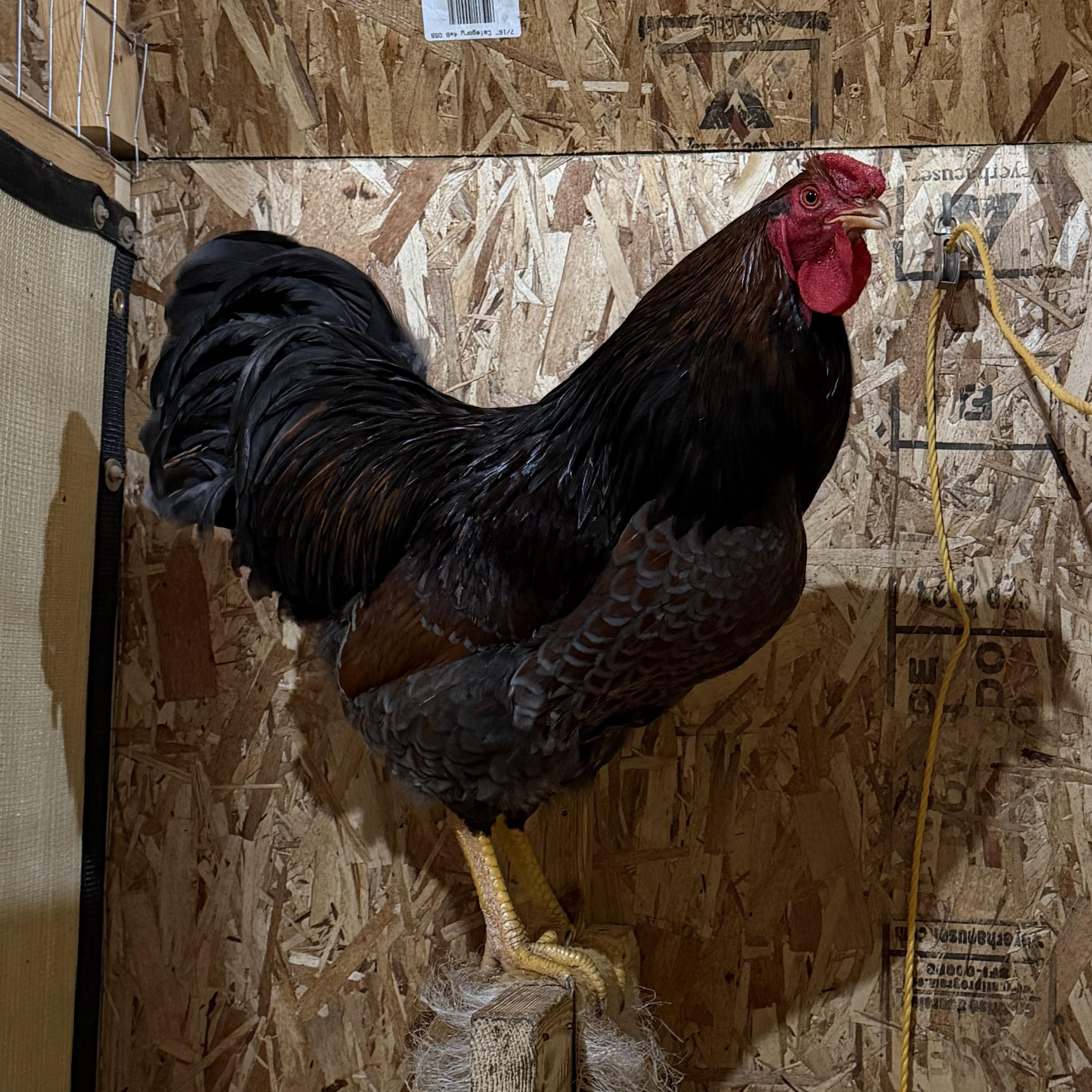 Enlarge Charlton, a ADOPTABLE Chicken in Ravenna, OH image 1/1