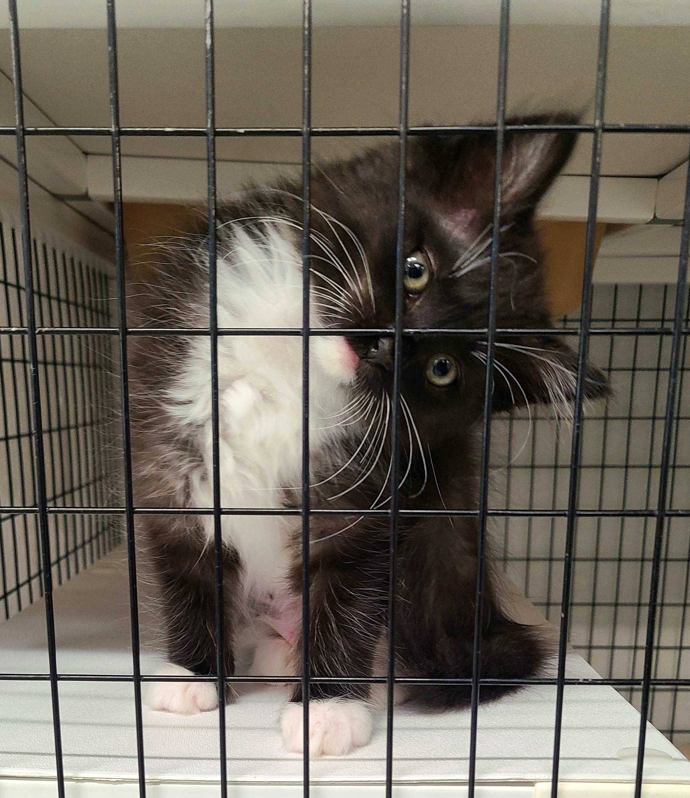 The Boat Babies, a ADOPTABLE Domestic Medium Hair in Kirkland, WA image 4/5
