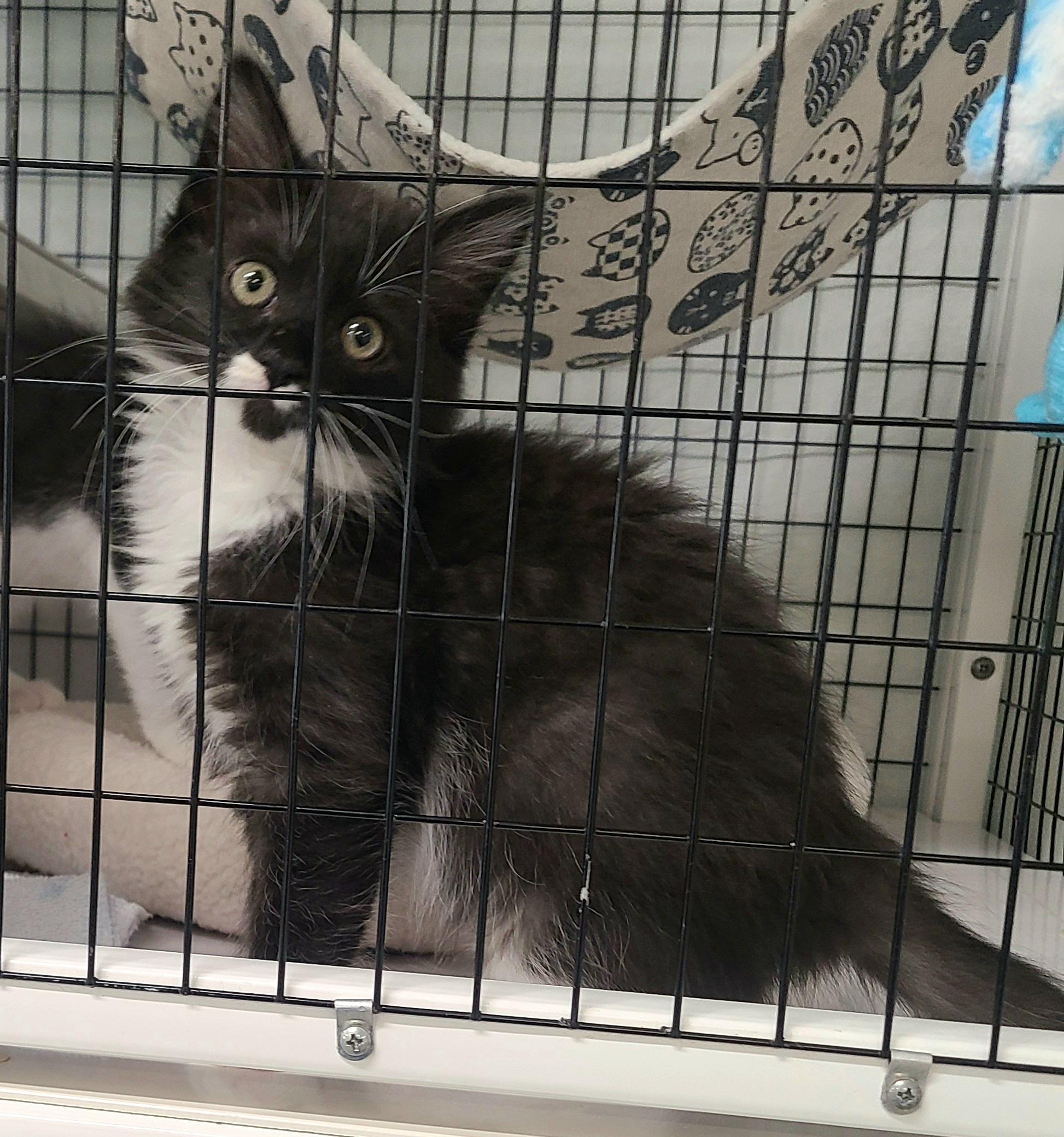 The Boat Babies, a ADOPTABLE Domestic Medium Hair in Kirkland, WA image 3/5