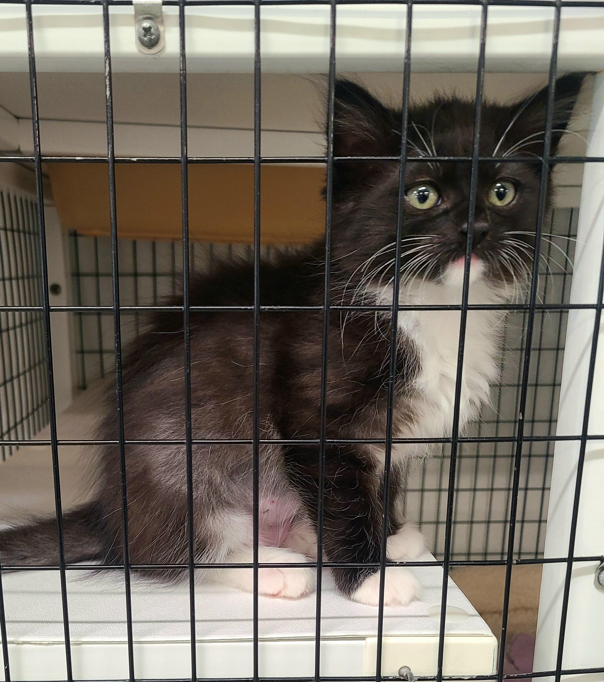 The Boat Babies, ADOPTABLE, Kitten Female Domestic Medium Hair.